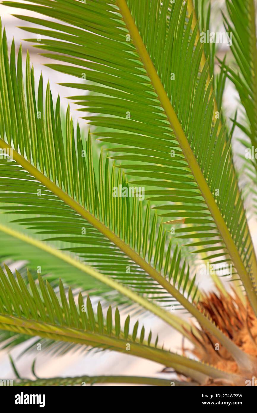 Leaf Features Of Cycads Stock Photo Alamy leaf-features-of-cycads-stock-photo-alamy