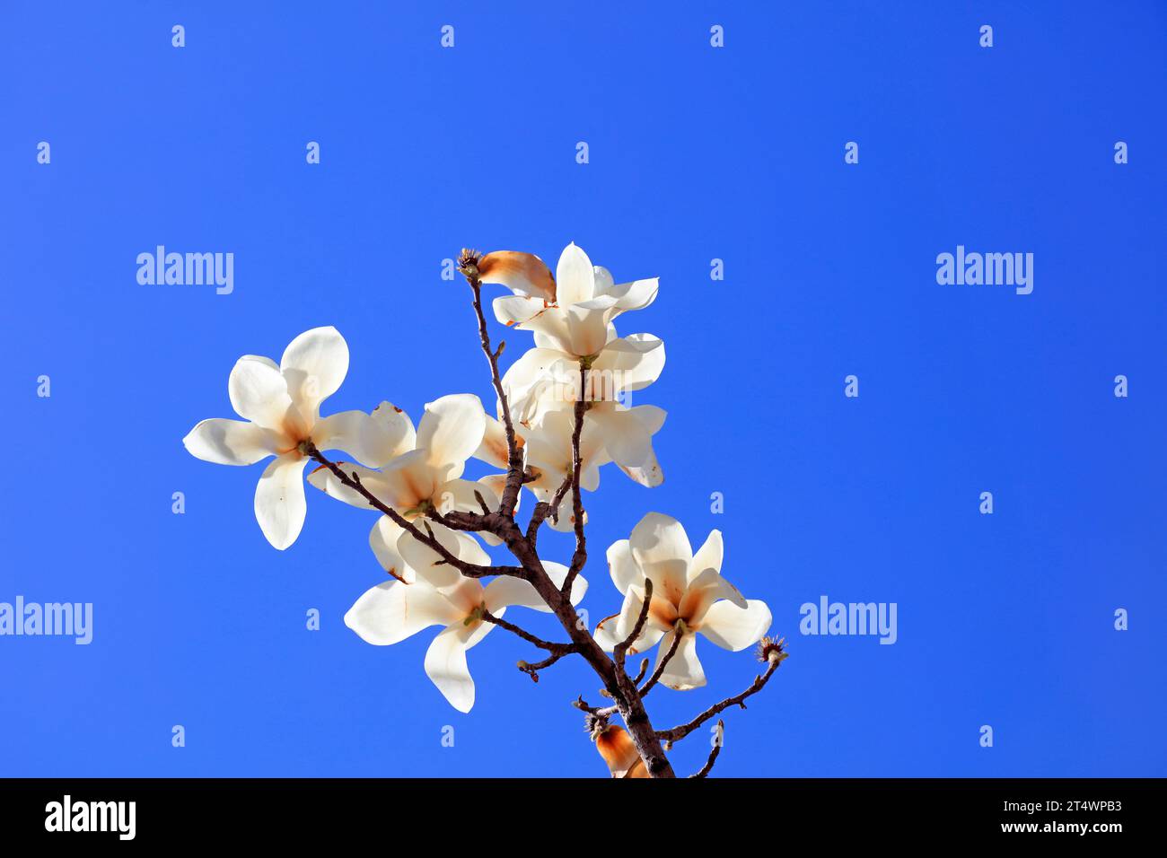 Magnolia in blue sky background Stock Photo - Alamy