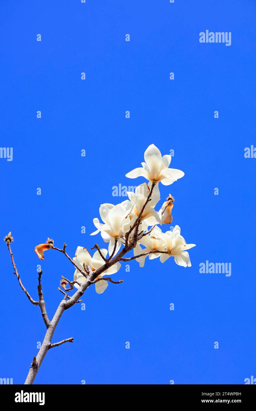 Magnolia in blue sky background Stock Photo - Alamy