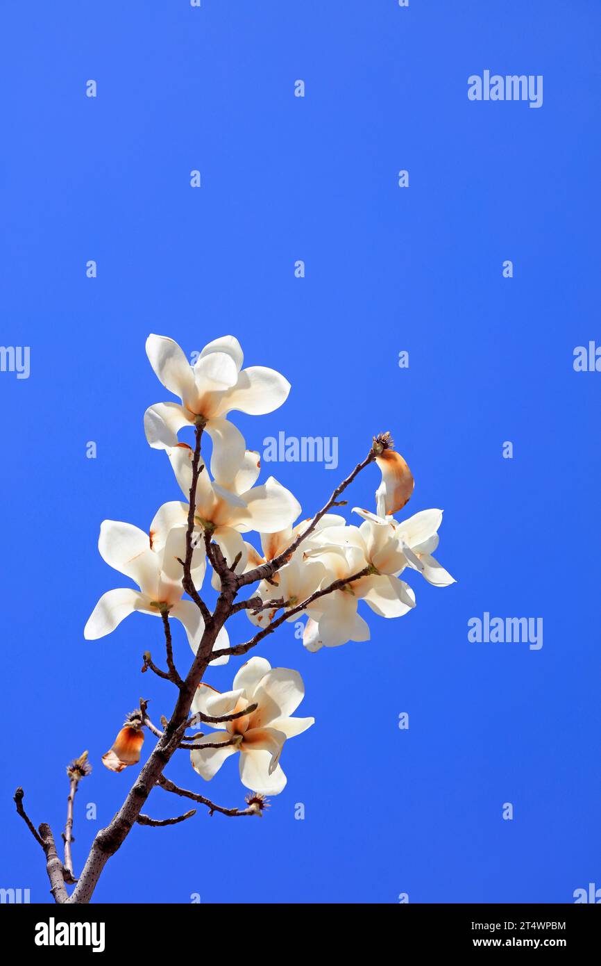 Magnolia in blue sky background Stock Photo - Alamy