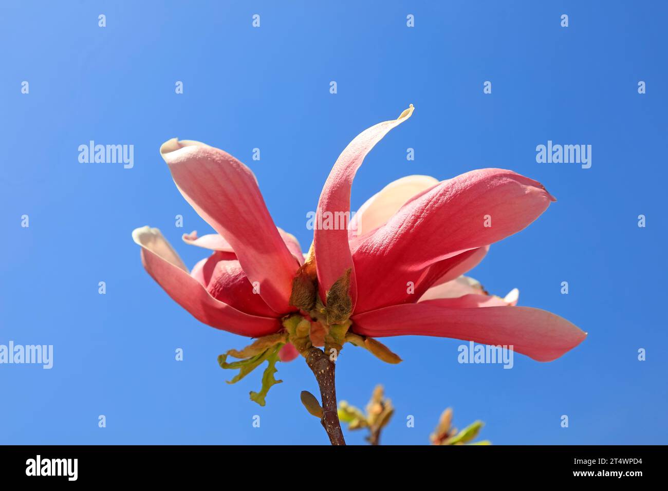 Magnolia in blue sky background Stock Photo - Alamy