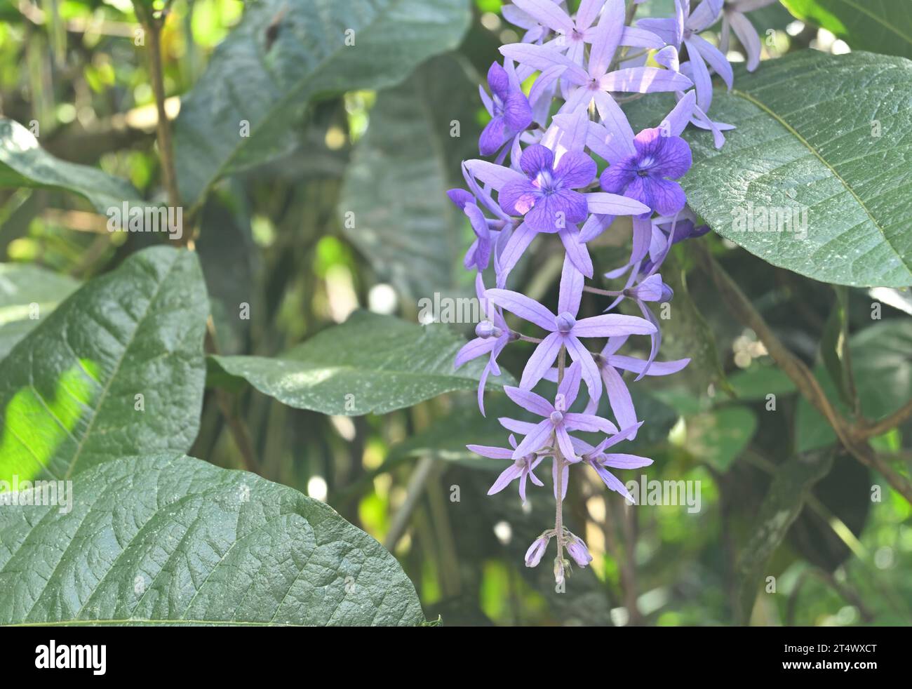 View of a blooming inflorescence of a Sandpaper vine (Petrea Volubilis), is hanging on a Petrea vine in the garden Stock Photo