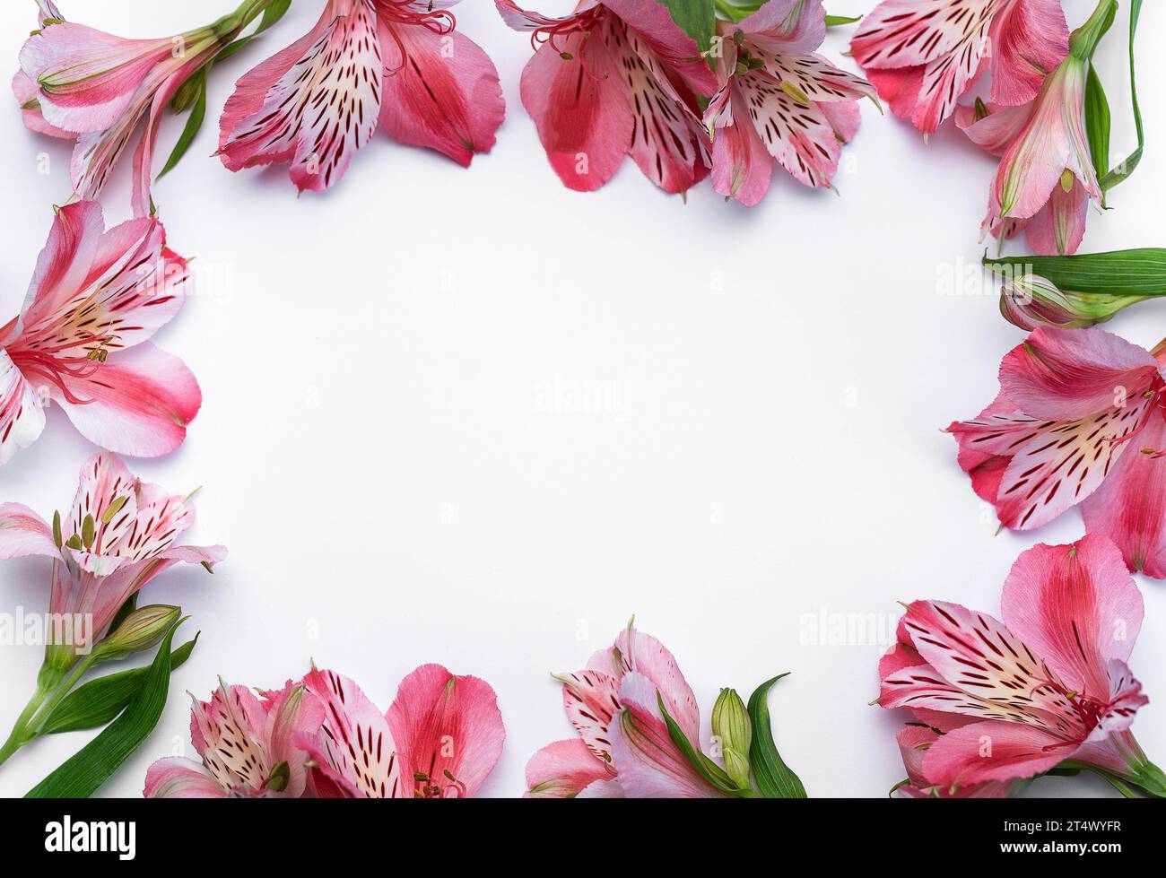 Frame for the text of congratulations with  flowers of Alstroemeria on a white background. Greeting card with natural colors. Background for text with Stock Photo