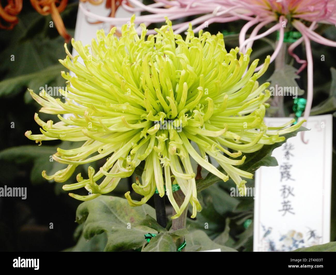 Visit the 44th Chrysanthemum Exhibition of Beihai Park in Beijing, China, 31 October, 2023. Stock Photo