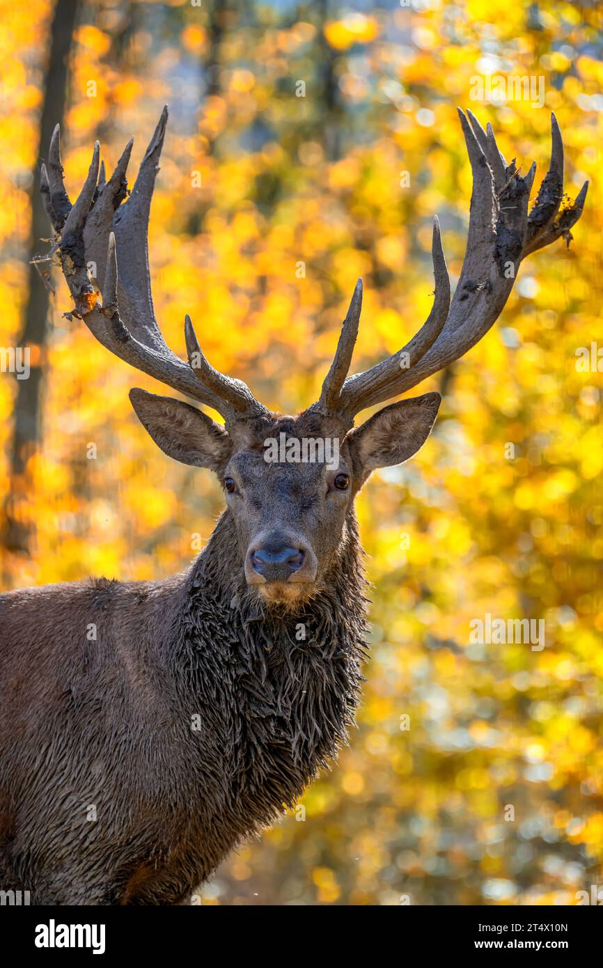 Majestic portrait deer with big horns stag in autumn forest. Wildlife scene from nature Stock Photo