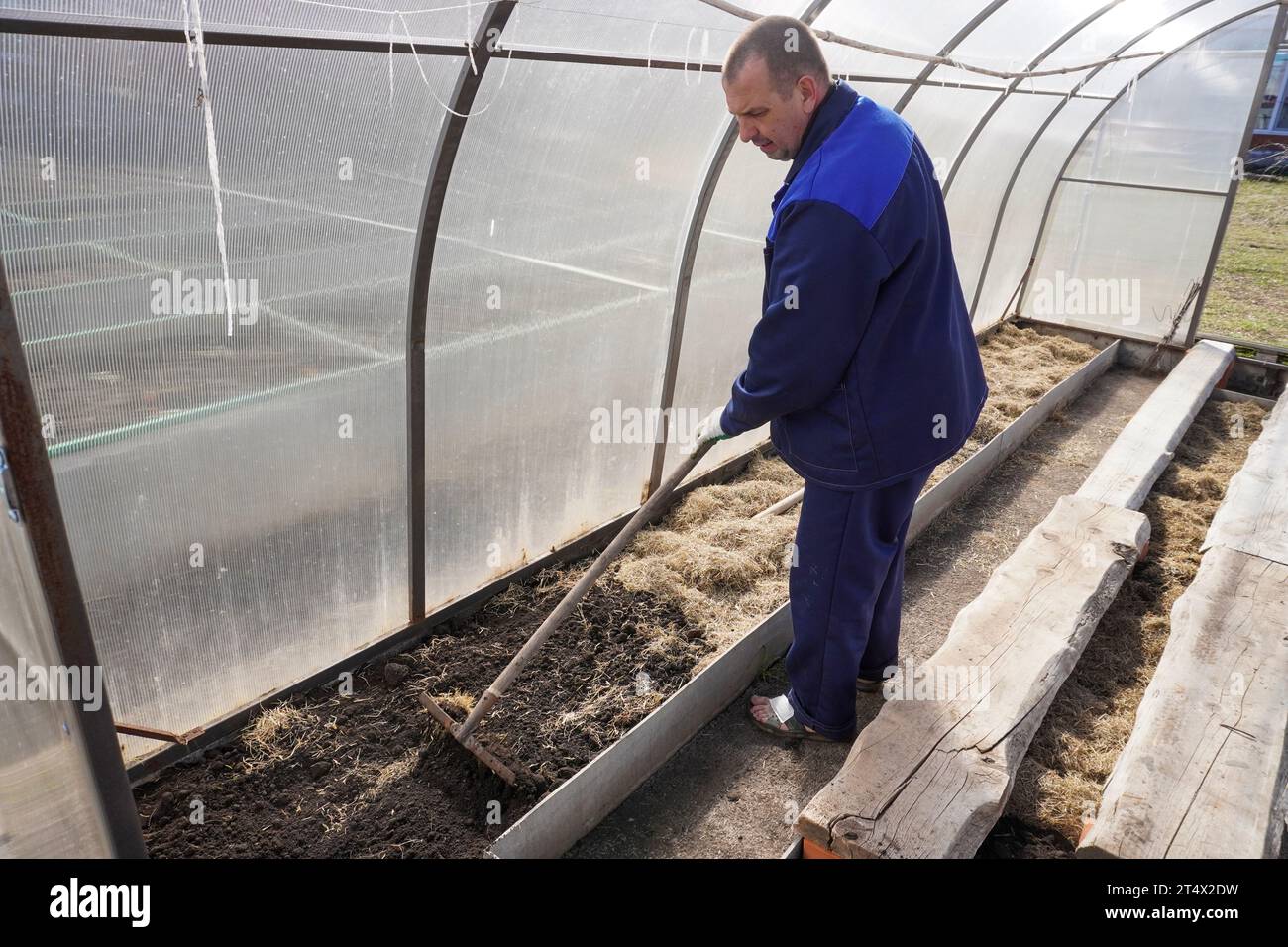 A man works in a vegetable garden in early spring. Digs the ground ...
