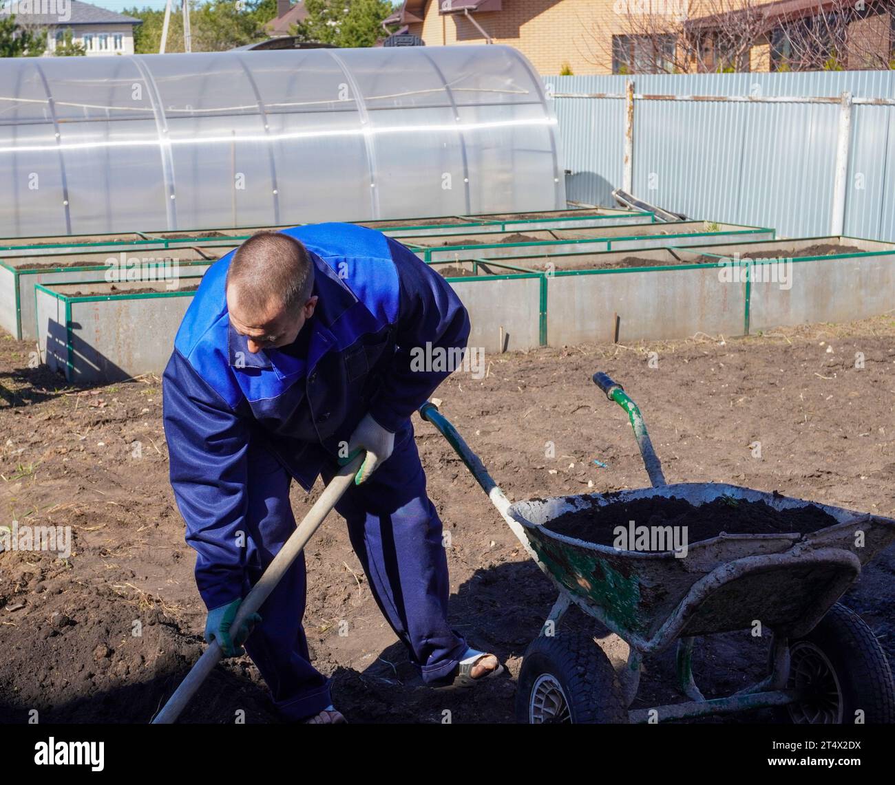 A man works in a vegetable garden in early spring. Digs the ground ...