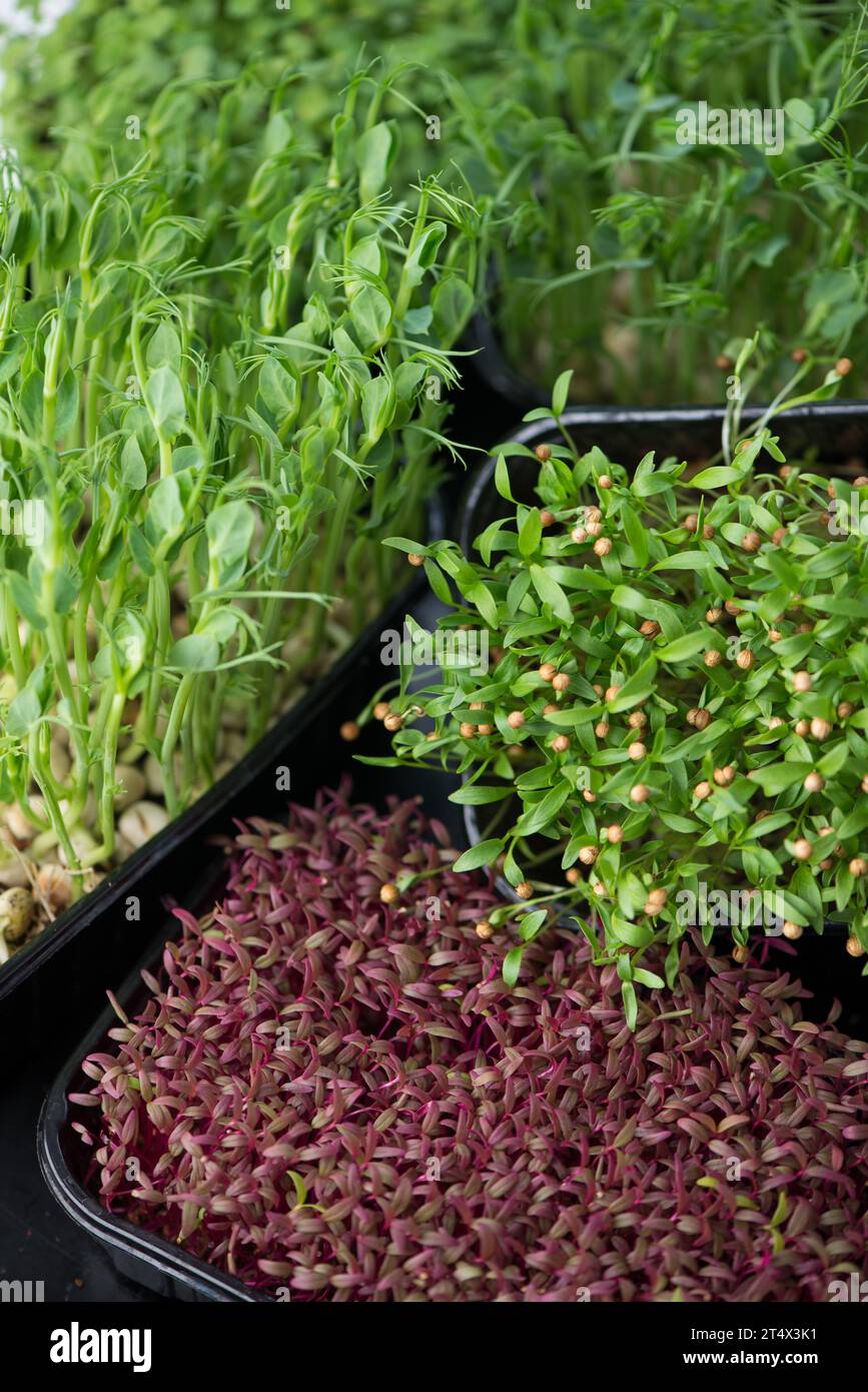 Microgreens at home. Different types of microgreens are used for food