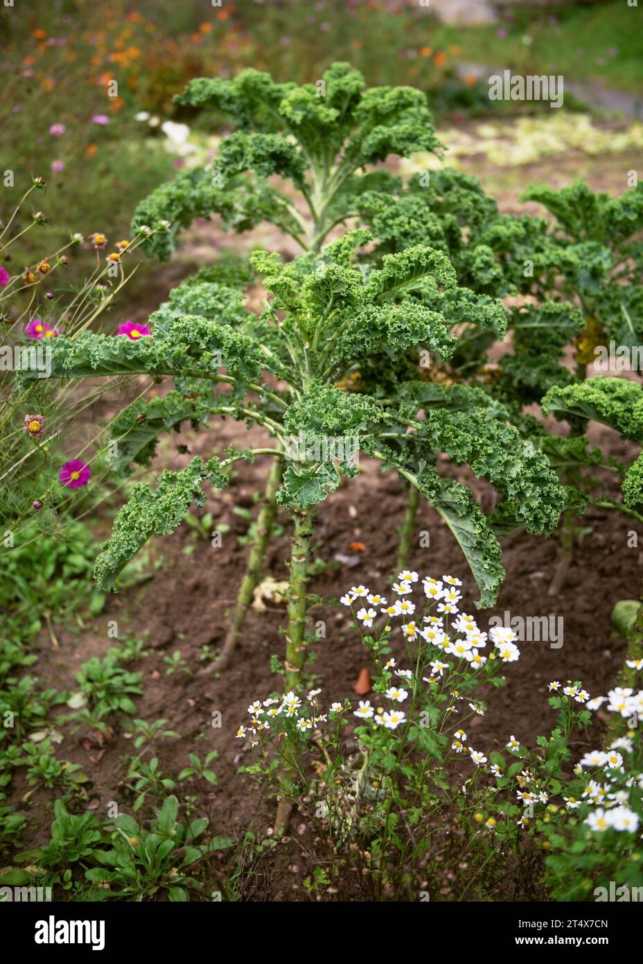 Brassica oleracea var sabellic hi-res stock photography and images - Alamy