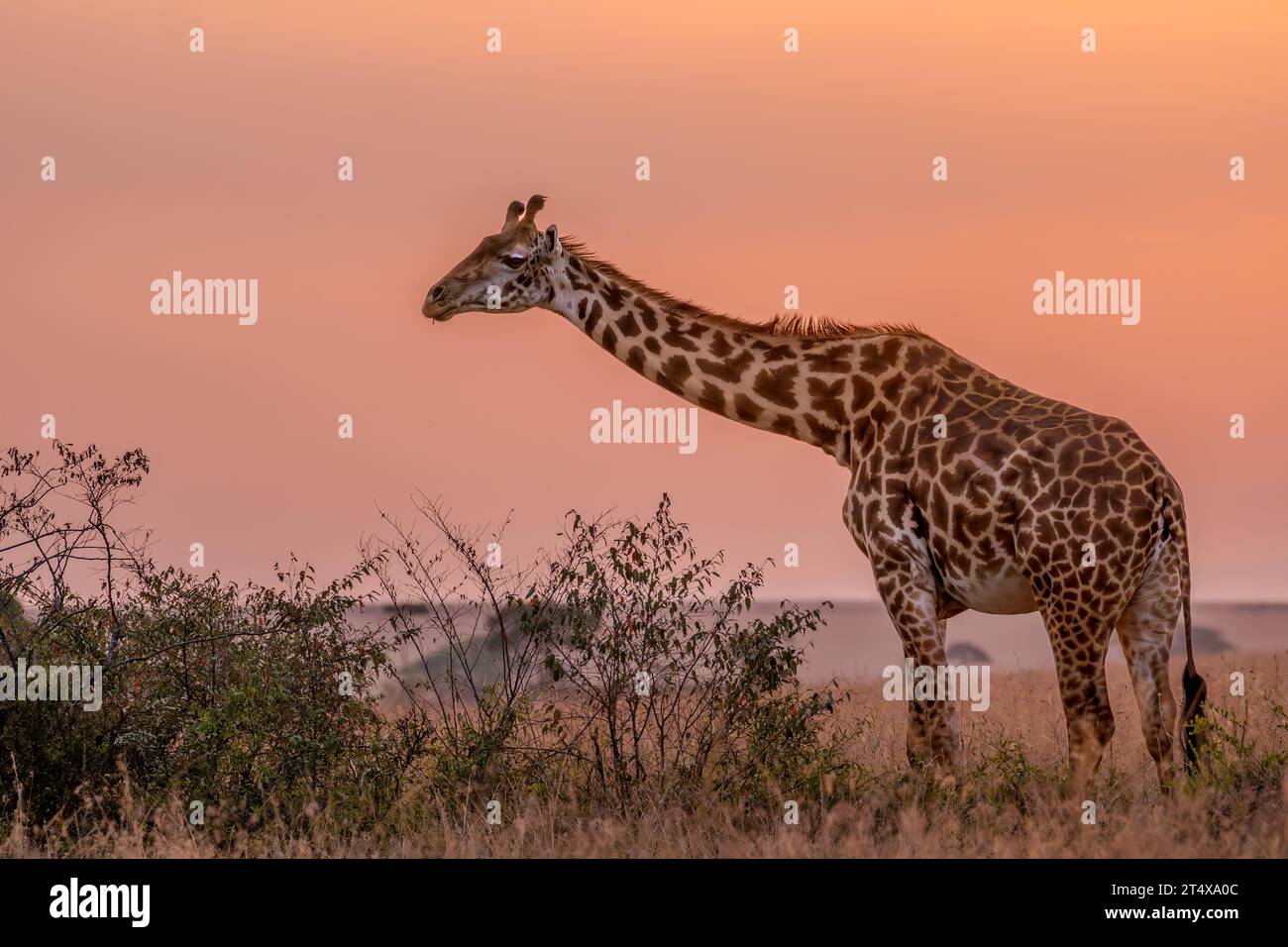 Giraffes in Masai Mara, Nairobi, Amboseli, Kenya, Africa Stock Photo ...