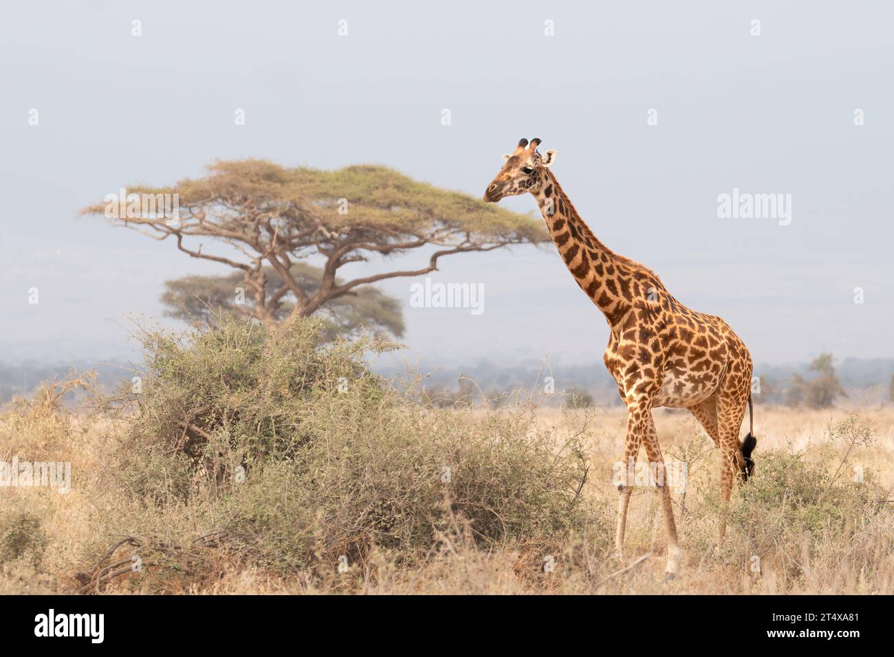 Giraffes in Masai Mara, Nairobi, Amboseli, Kenya, Africa Stock Photo ...