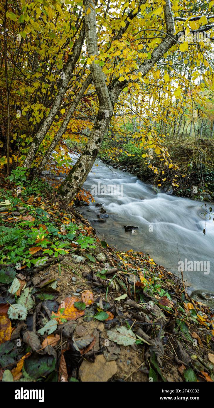 The forest together with a waterfall in the autumn season with a surprised water in a fairy tale setting that gives you a special peace in the mountai Stock Photo