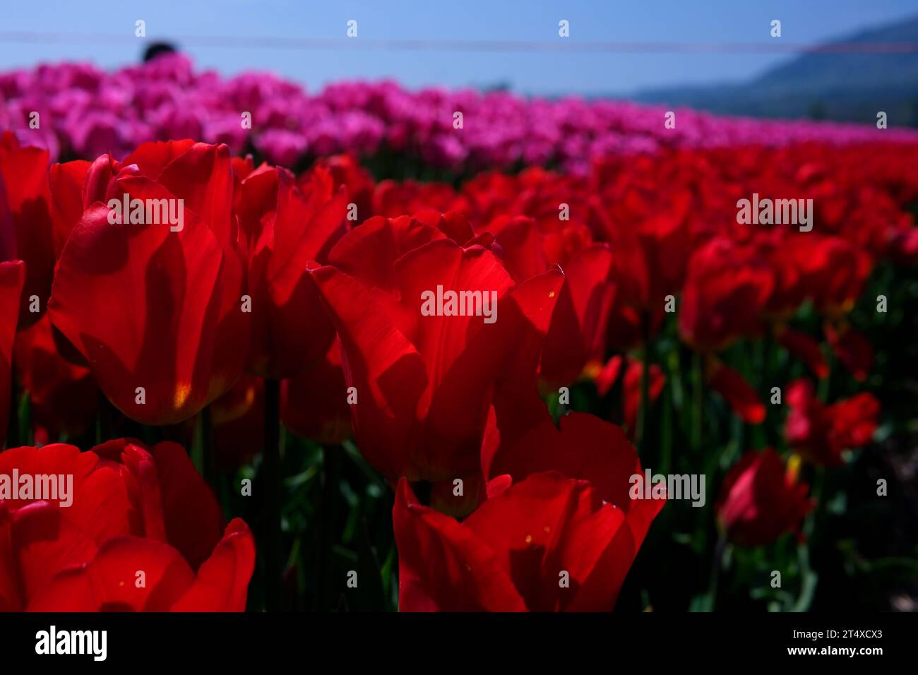 field of vibrant, red tulips blooms in springtime. Stock Photo