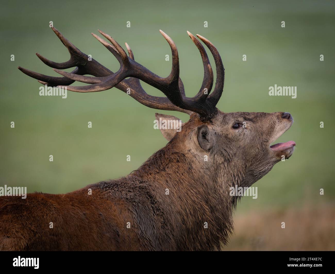 A singing stag. Knutsford, UK: HILARIOUS IMAGES of red deer stags roaring a warning call at other stags to stay away from their female deer looks as i Stock Photo