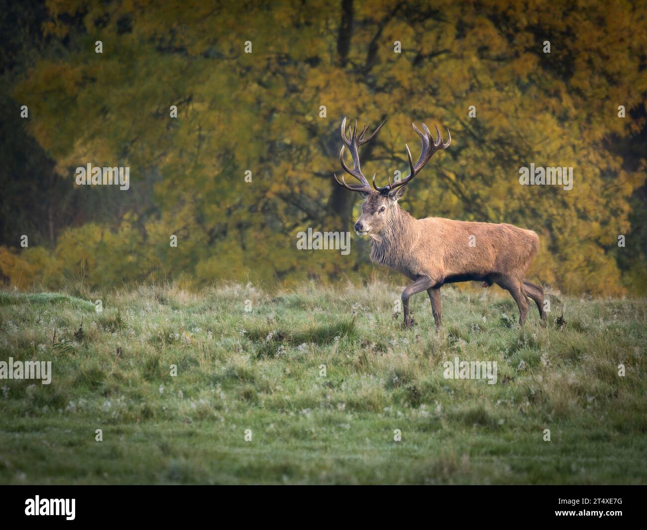 A stag from a distance. Knutsford, UK: HILARIOUS IMAGES of red deer stags roaring a warning call at other stags to stay away from their female deer lo Stock Photo