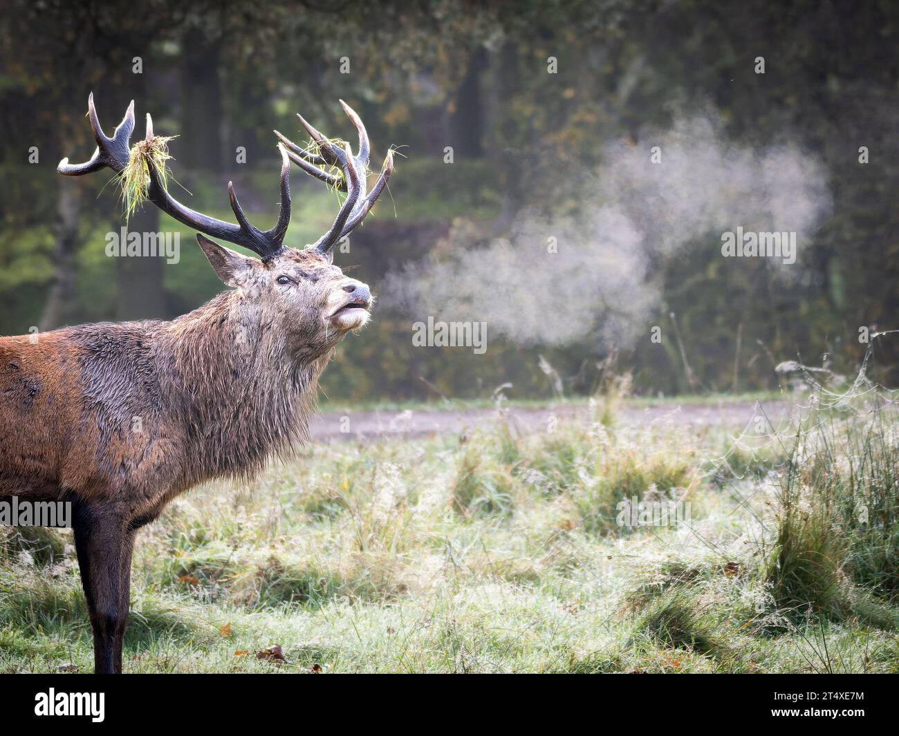 A breathy stag. Knutsford, UK: HILARIOUS IMAGES of red deer stags roaring a warning call at other stags to stay away from their female deer looks as i Stock Photo