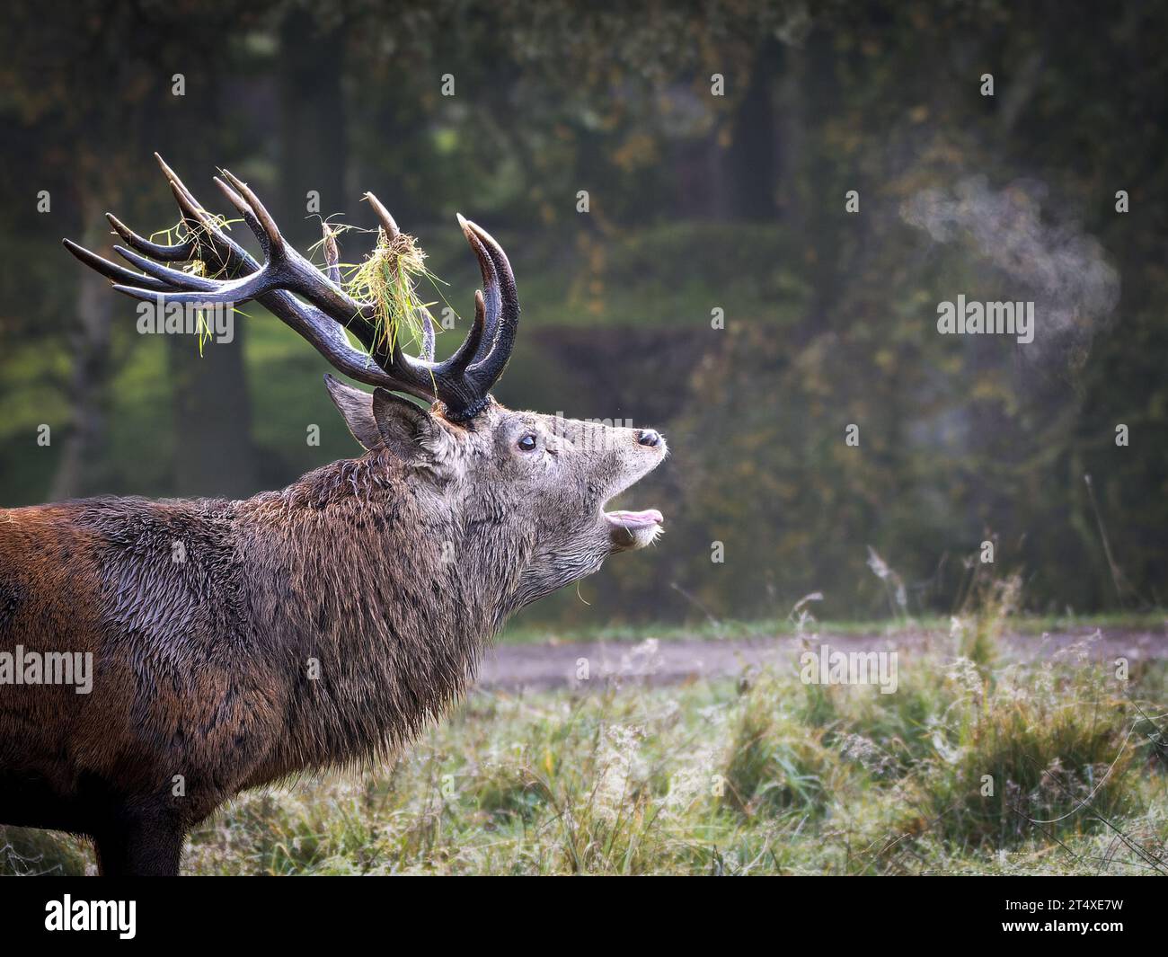 A stag belting out some songs. Knutsford, UK: HILARIOUS IMAGES of red deer stags roaring a warning call at other stags to stay away from their female Stock Photo