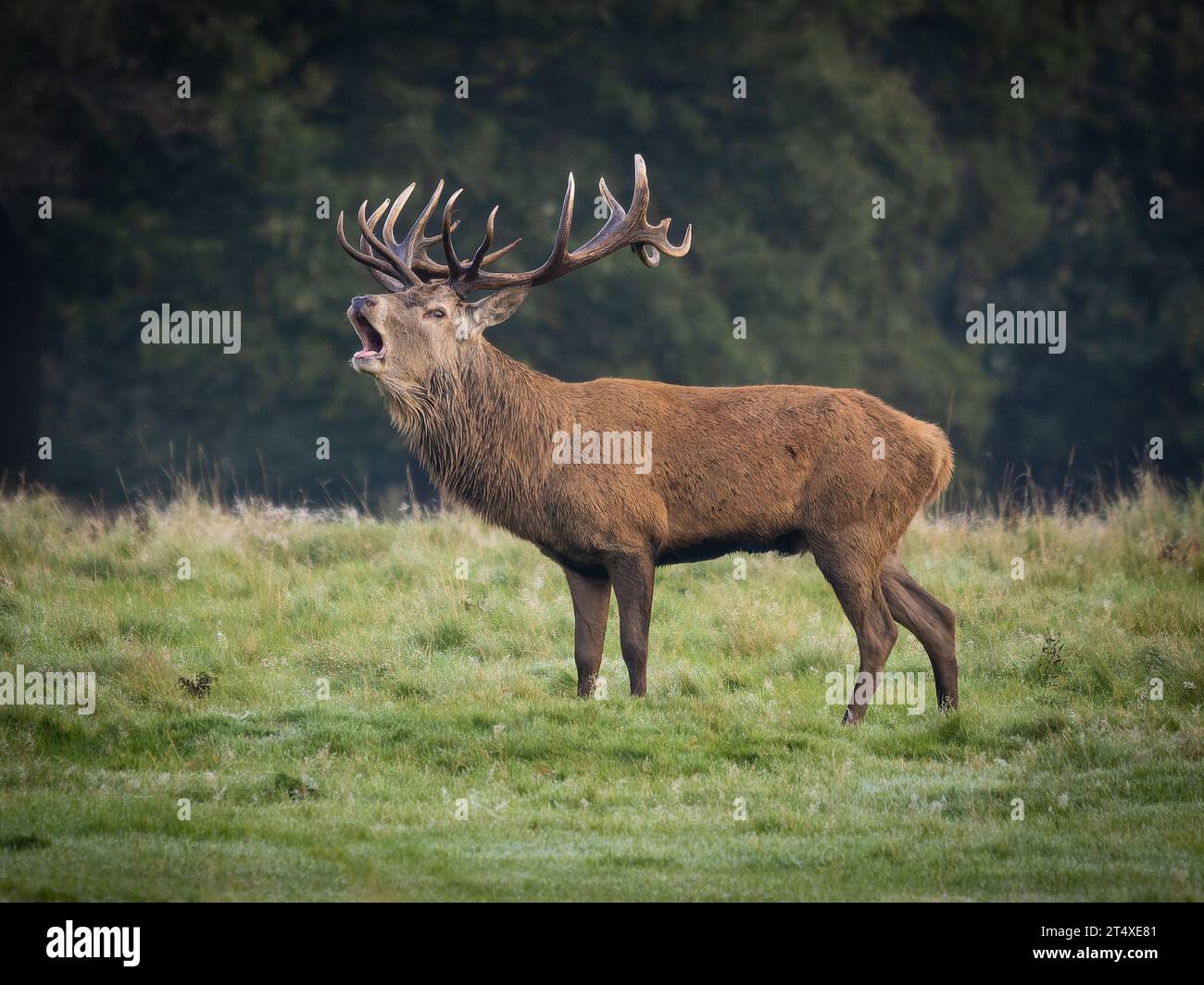 A stag singing his warning call. Knutsford, UK: HILARIOUS IMAGES of red deer stags roaring a warning call at other stags to stay away from their femal Stock Photo
