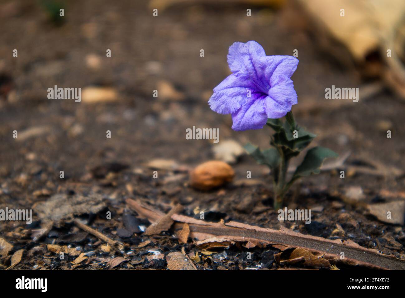 Lonely Ruellia tuberosa flower in autumn Stock Photo