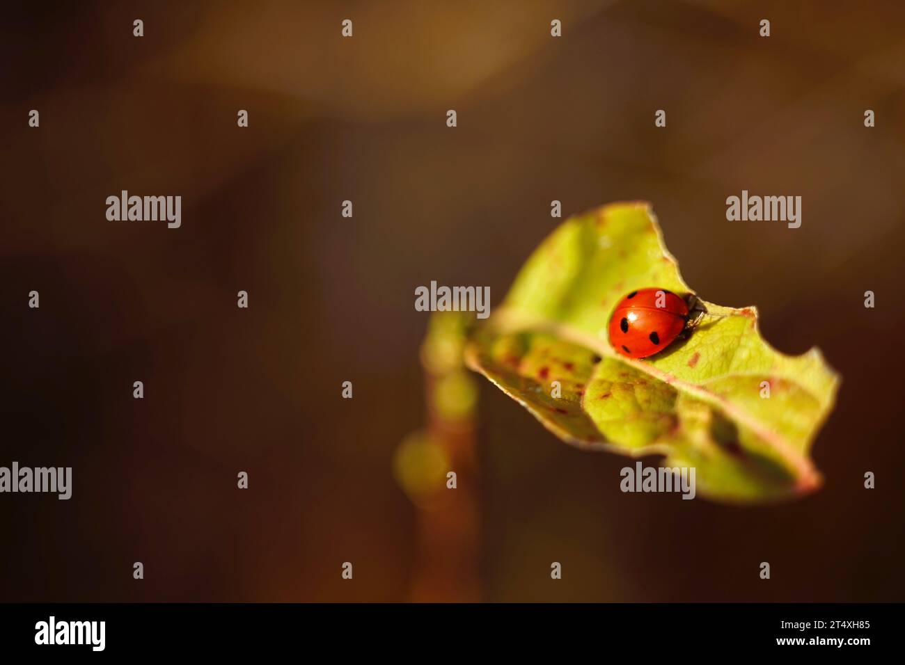 Ladybug sitting on a torn leaf, close-up. Stock Photo