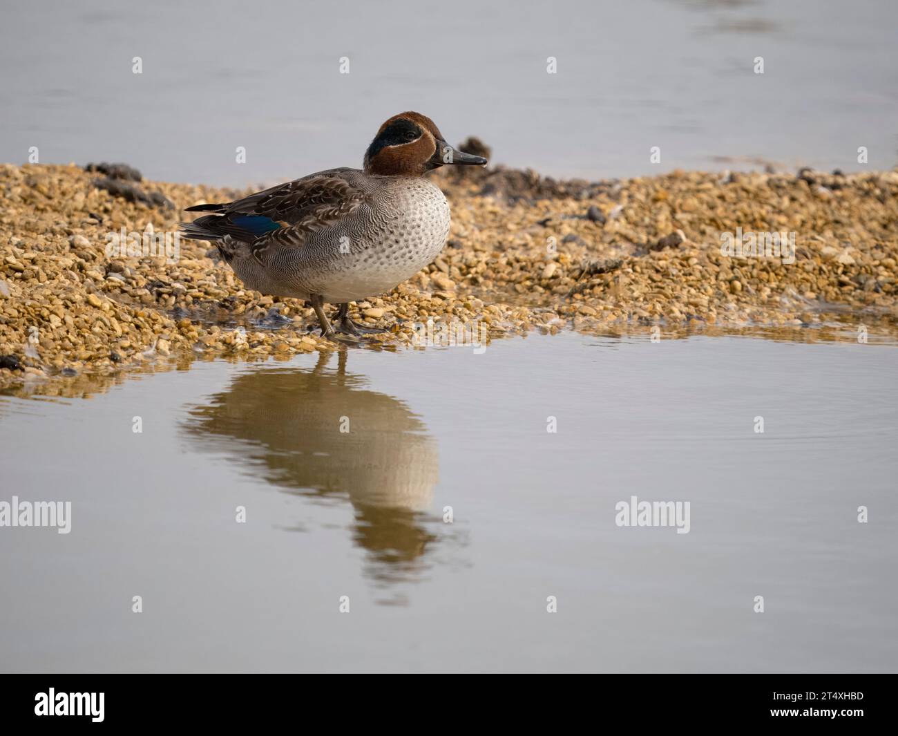 Eurasian teal, Anas crecca, single male in water, Gloucestershire, October 2023 Stock Photo
