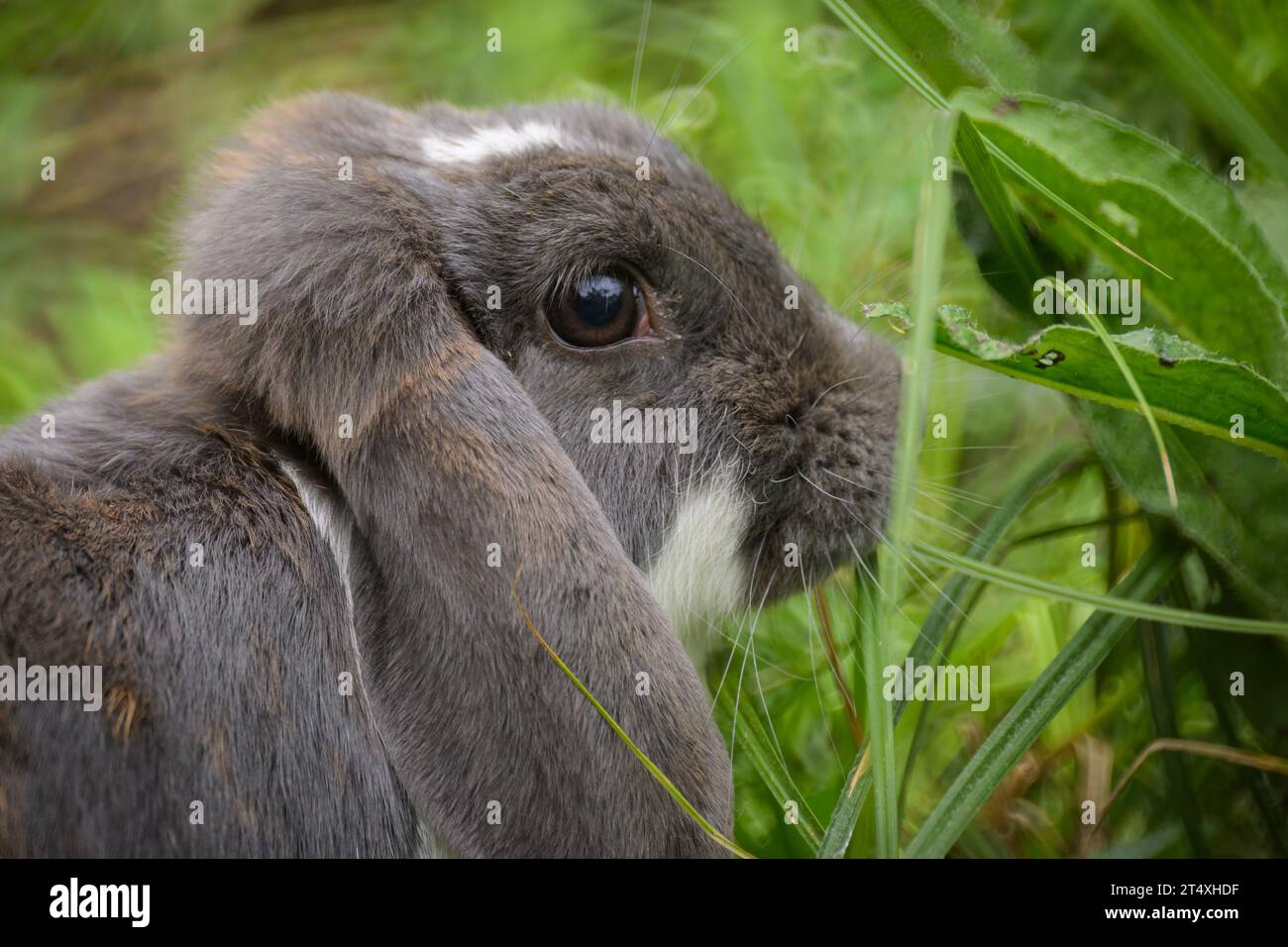 A cute dwarf rabbit in a green meadow, cloudy day in springtime, Vienna (Austria) Stock Photo