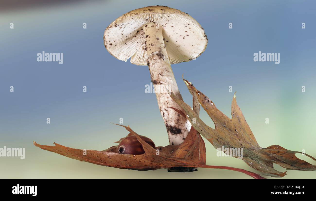 Pilz illustration hi-res stock photography and images - Alamy