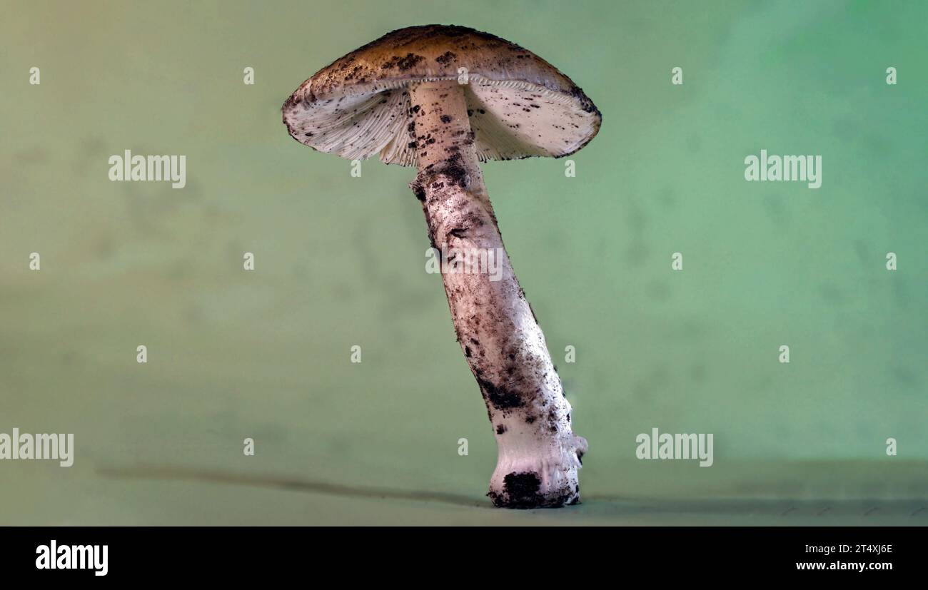 Pilz stiel hi-res stock photography and images - Alamy
