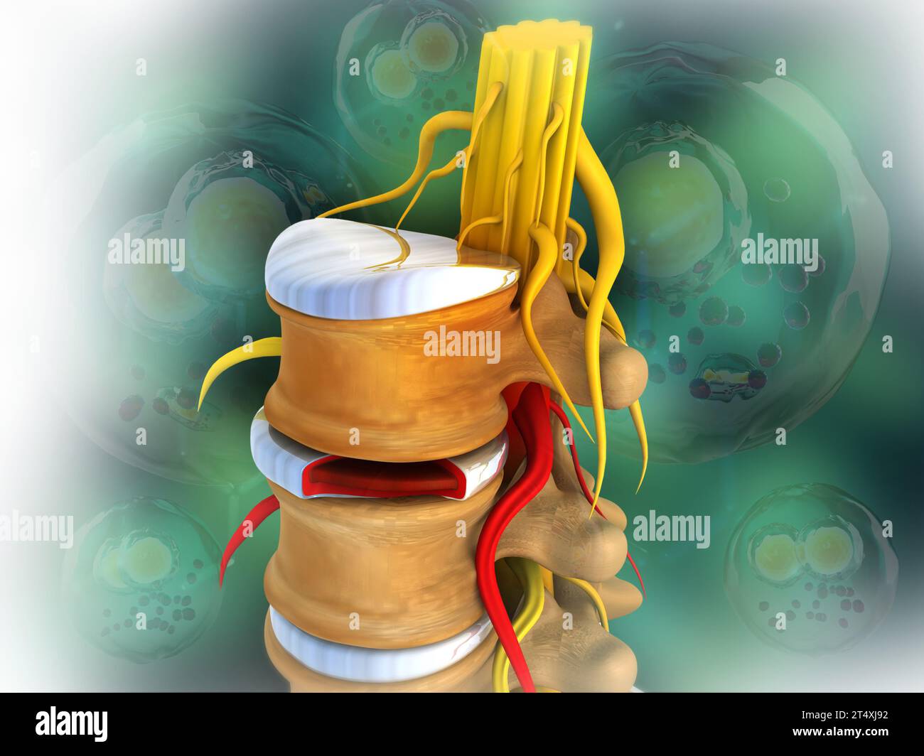 Human spine detailed anatomy. abstract scientific background. 3d illustration Stock Photo