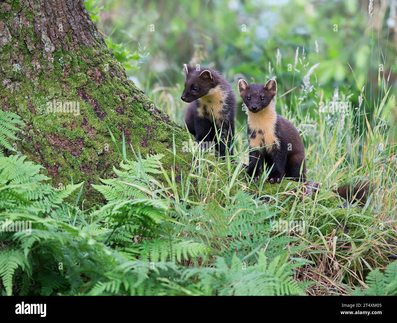 Pine martens in SCOTLAND TOUCHING images of two adorable British pine martens show one of them affectionately showering its mate with kisses.    Captu Stock Photo