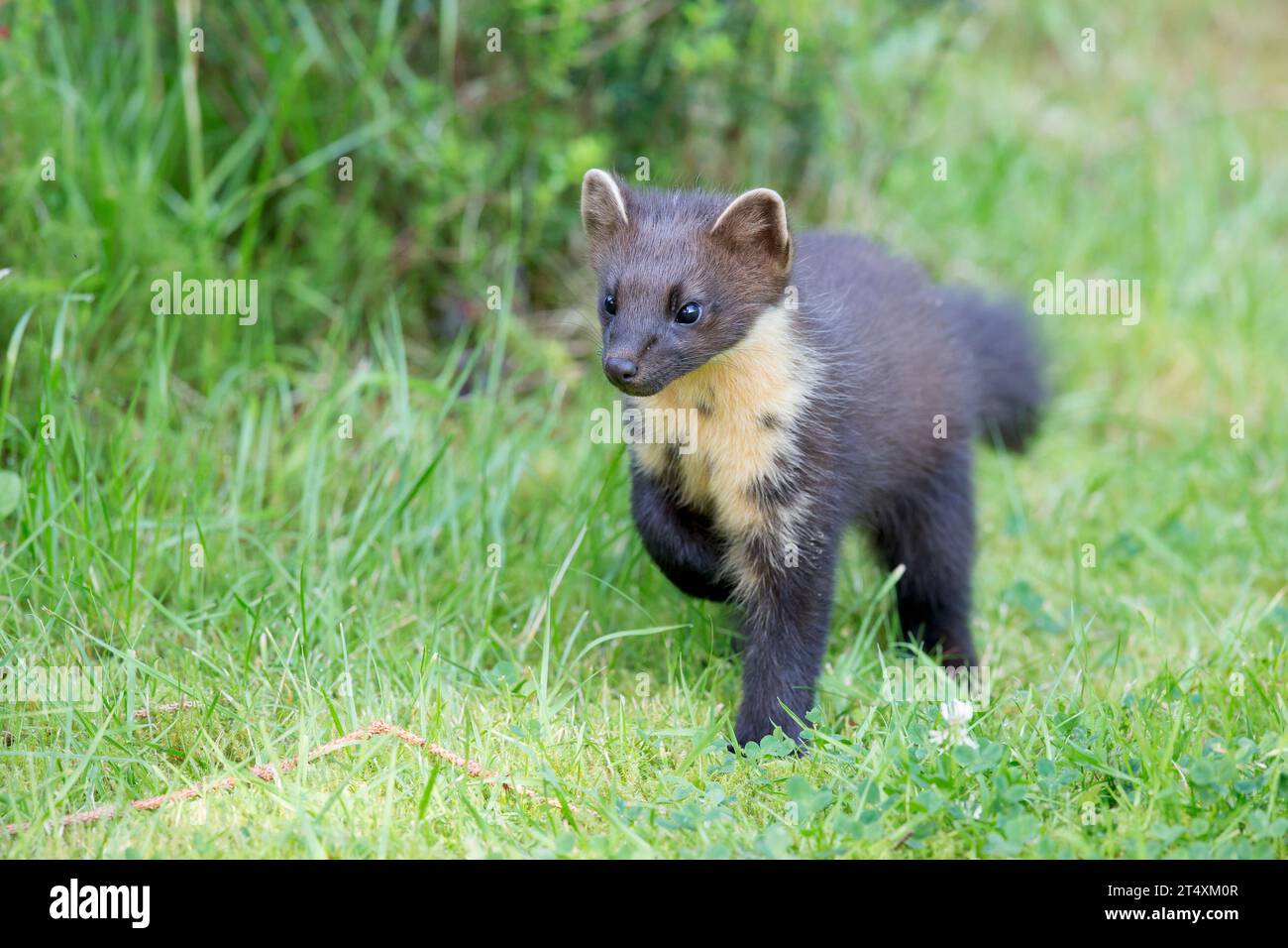 Pine marten on a stroll SCOTLAND TOUCHING images of two adorable British pine martens show one of them affectionately showering its mate with kisses. Stock Photo