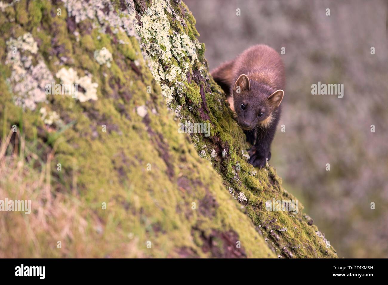 Pine marten peek-a-boo SCOTLAND TOUCHING images of two adorable British pine martens show one of them affectionately showering its mate with kisses. Stock Photo