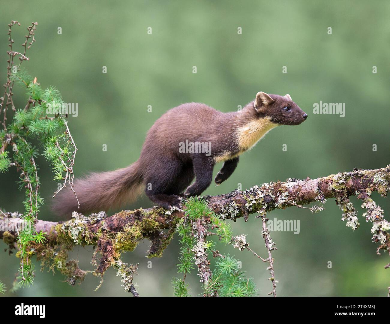 Pine marten looking for jam SCOTLAND TOUCHING images of two adorable British pine martens show one of them affectionately showering its mate with kiss Stock Photo