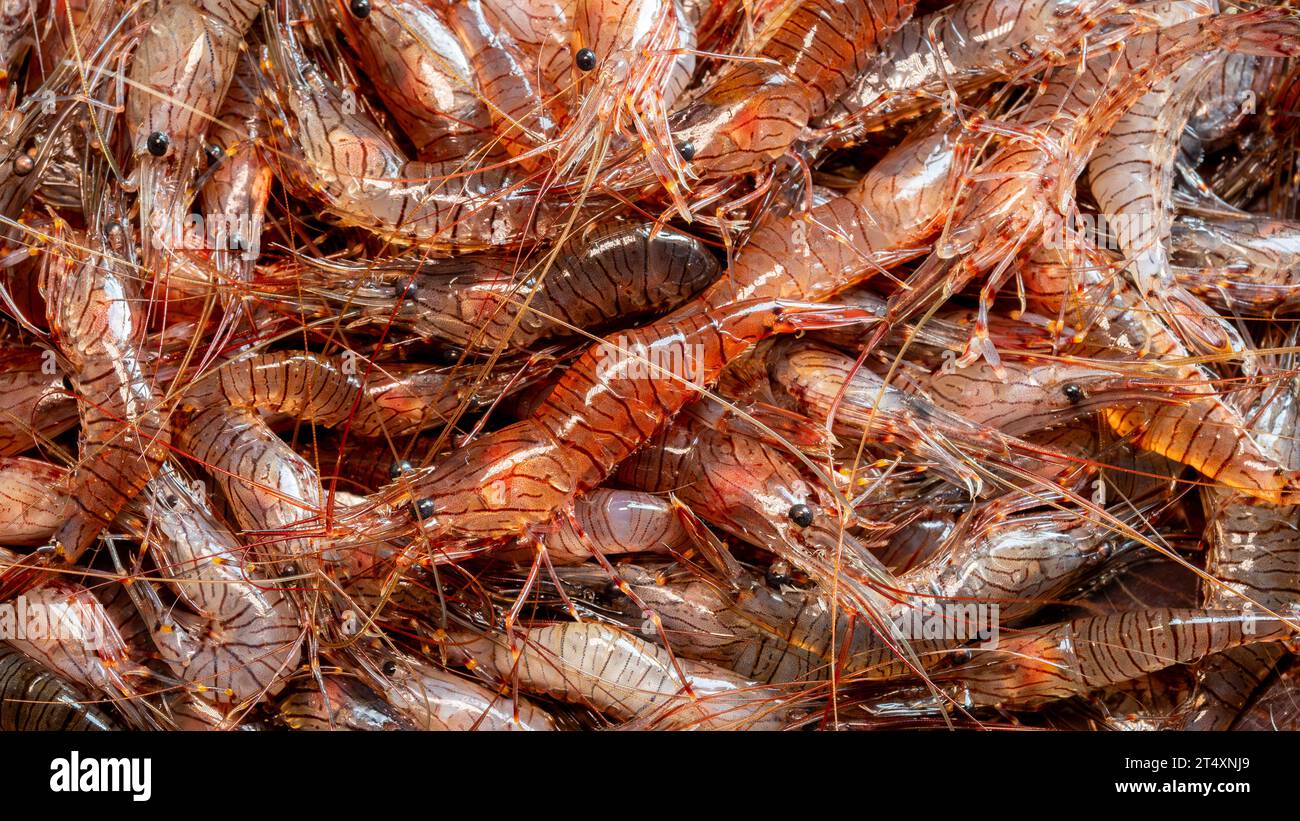 Common shrimp hi-res stock photography and images - Page 10 - Alamy