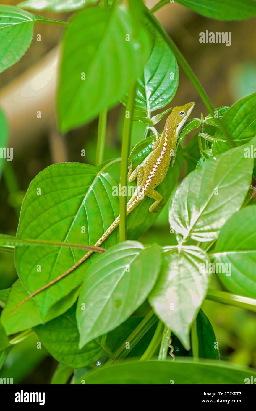 A Green Anole Lizard (Anolis carolinensis) on leaves at the Eden Project, near St Austell, Cornwall, England, United Kingdom UK Stock Photo