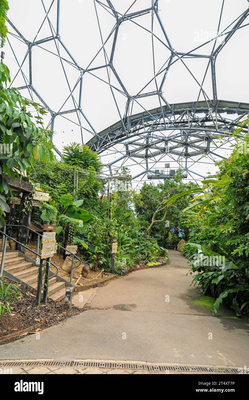 Inside the Rainforest Biome at the Eden Project, a visitor attraction near St Austell, Cornwall, England, United Kingdom UK Stock Photo