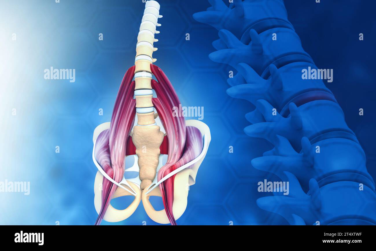 3d illustration of hip skeleton with spine Stock Photo