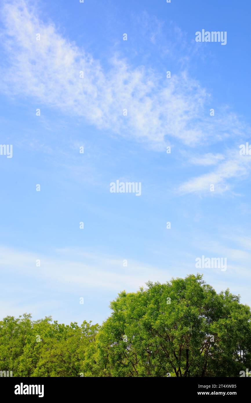 Blue sky and white clouds and green trees Stock Photo - Alamy