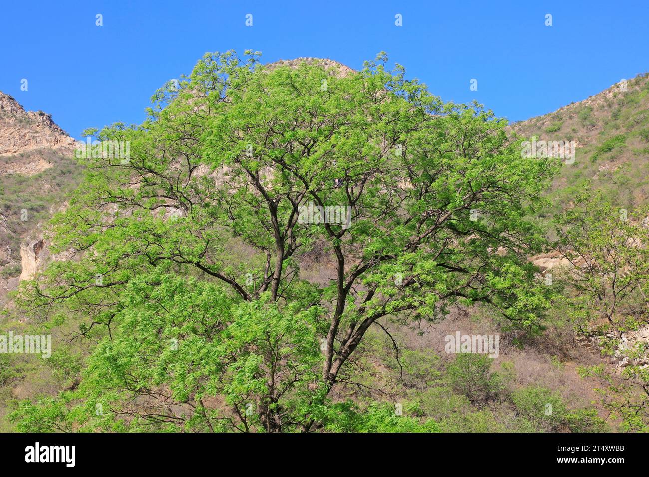 Sophora tree Crown Stock Photo