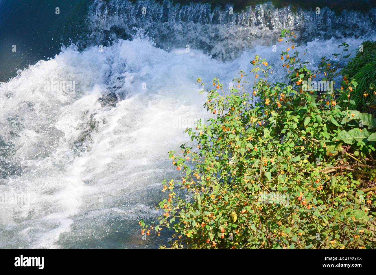 Clean fresh plants hi-res stock photography and images - Alamy