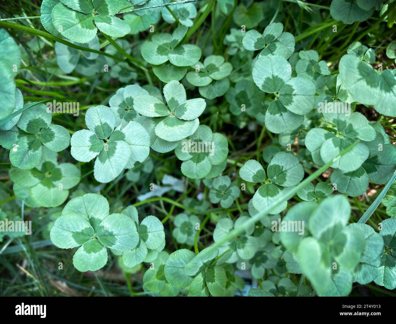 Shamrocks and fourleaf clovers Stock Photo Alamy