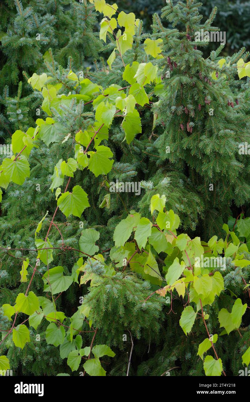 Conifer tree is enclosed by climbers, garden pruning, gardening, hedge