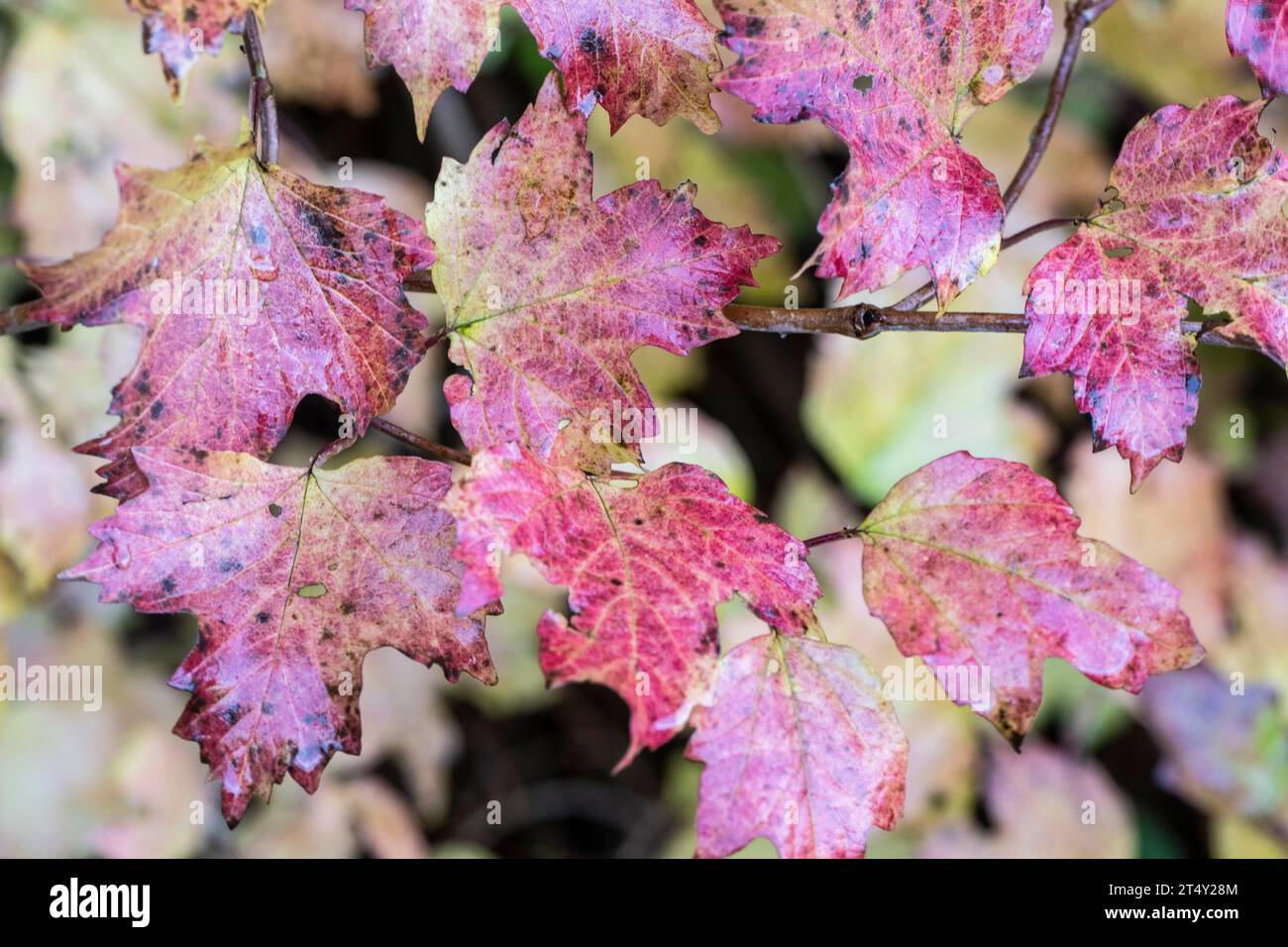 Guelder rose (Viburnum opulus), autumn foliage, Emsland, Lower Saxony, Germany Stock Photo