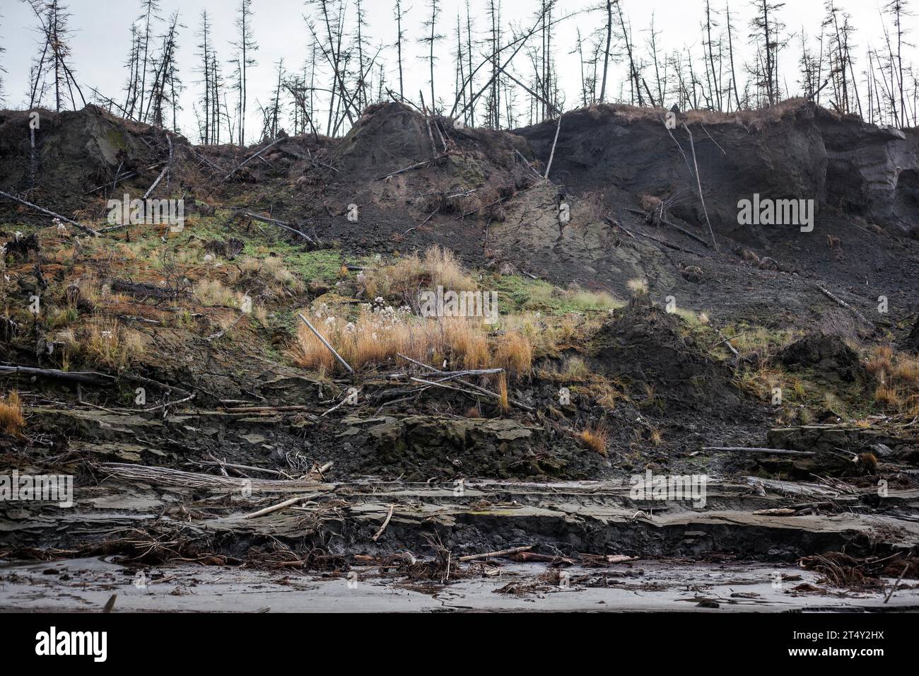 Duwanni Jar, bank of the Kolyma, the bank breaks off due to thawing permafrost, trees sink, drunken trees, Yakutia, Russia Stock Photo