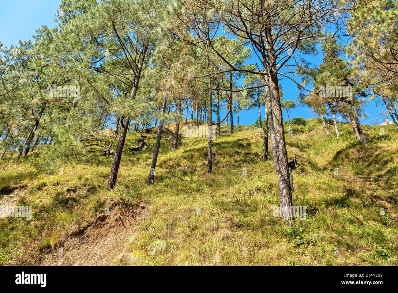 Pine plant in forest in Naagari Gaon, Bhowali, Bimtal road Sukha, Uttarakhand, India Stock Photo