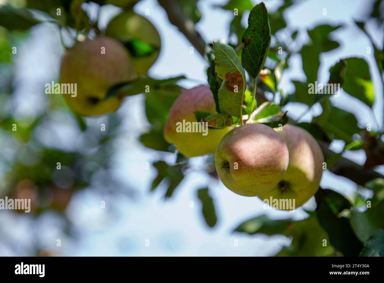 Red Apples on tree in Pahalgam, Jammu Kashmir India Stock Photo