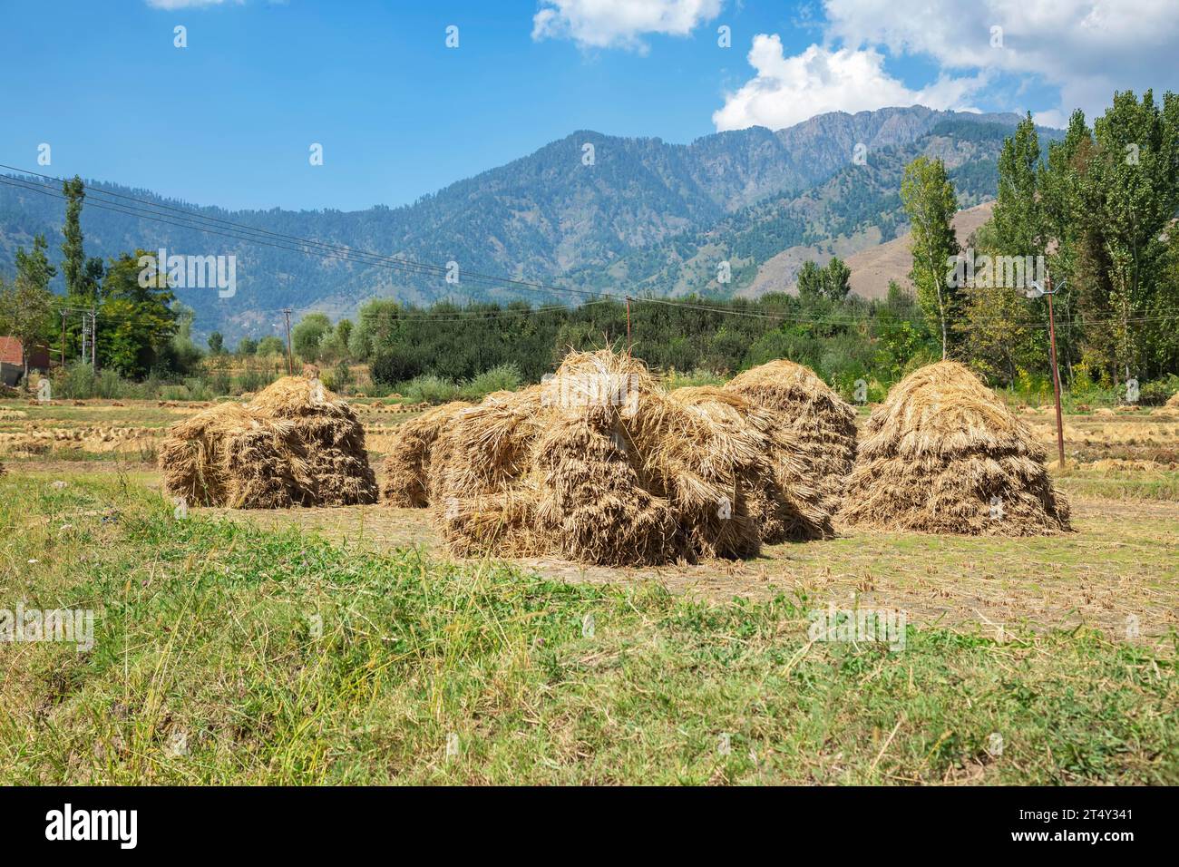 Bale of rice in field in Nishat Suth, Srinagar, Jammu Kashmir, India Stock Photo