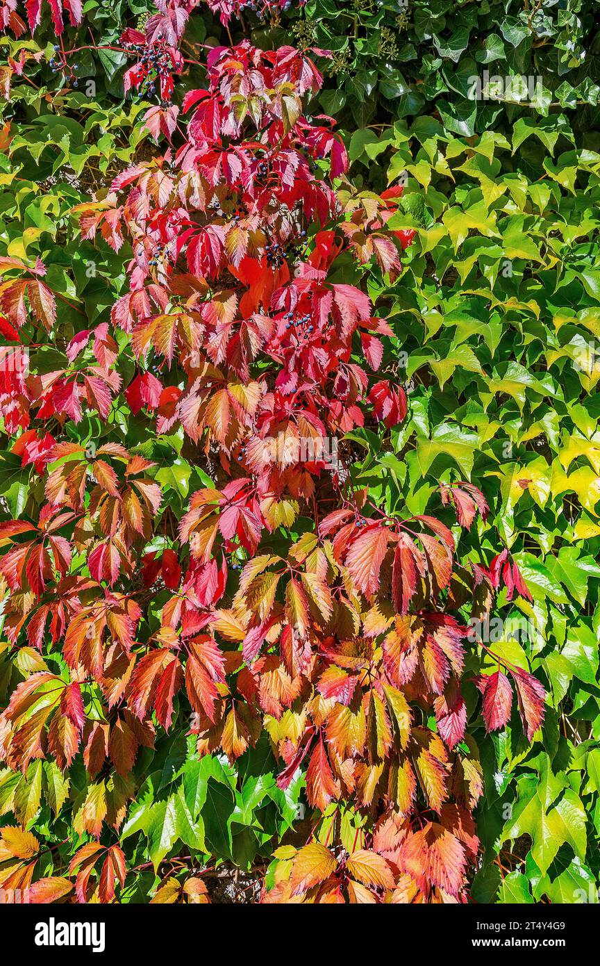Wall overgrown with five-leaved wild vine (Parthenocissus inserta), and boston ivy (Parthenocissus tricuspidata), Swabia, Bavaria, Germany Stock Photo