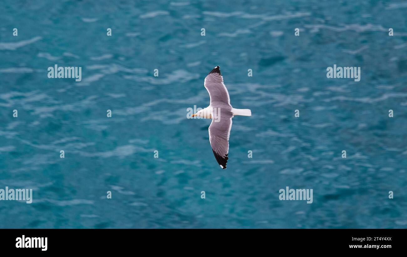 Seagull in flight, sea, Albero Sole, rocks, Riserva Naturale Orientata Isola di Lampedusa, Lampedusa Island, Agrigento Province, Pelagic Islands Stock Photo