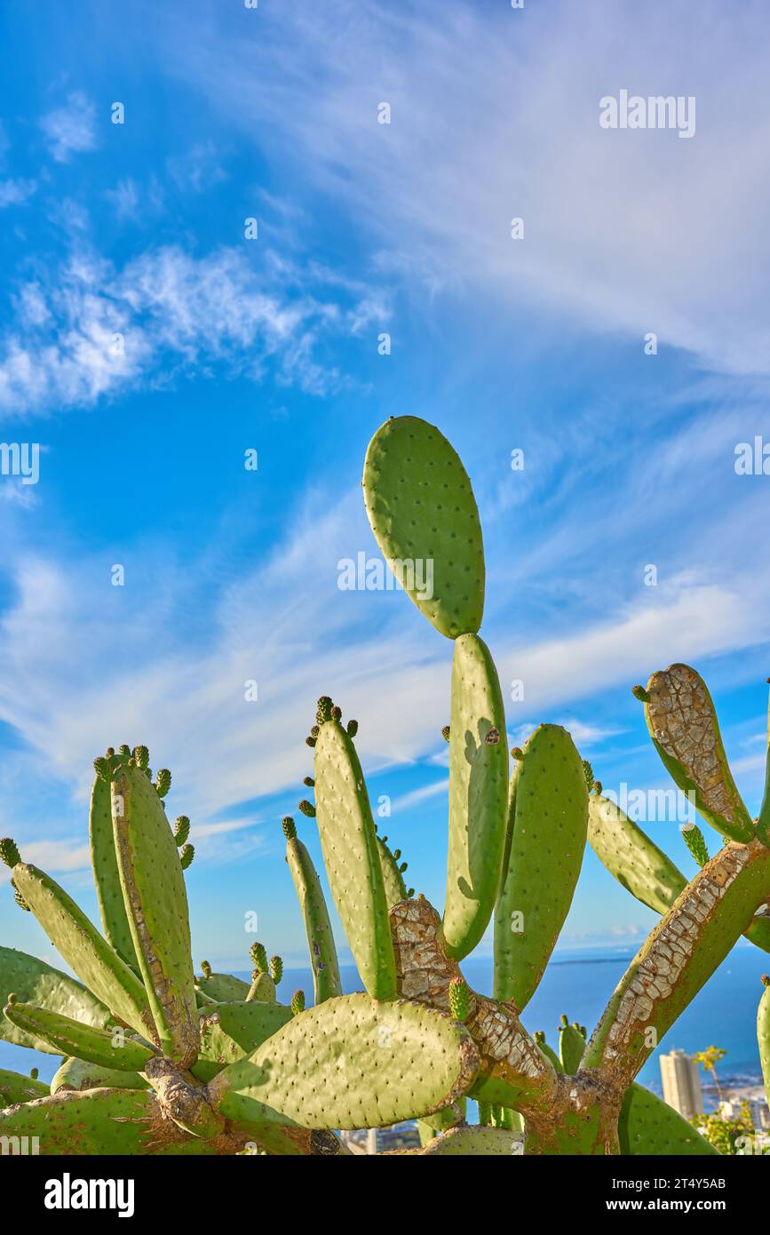 Closeup of cactus flowers and plants on mountain side in South Africa, Western Cape with ocean background. Landscape of beautiful green indigenous Stock Photo